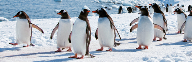 5 Penguin Species To See In Antarctica