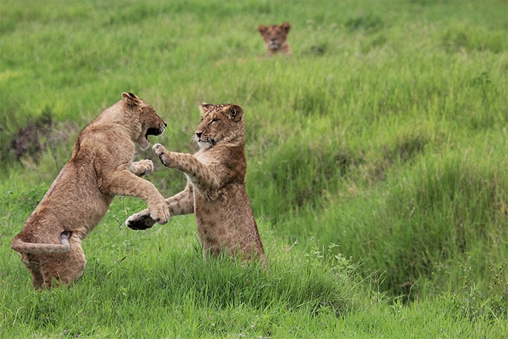 day-2-into-the-masai-mara-national-reserve