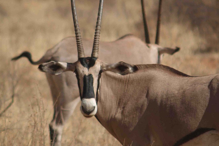 day-2-north-to-samburu