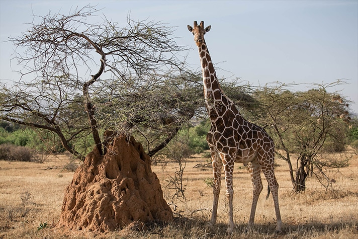 day-3-on-safari-in-shaba