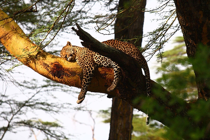 day-5-to-the-masai-mara