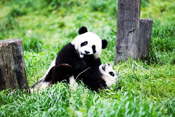 day9-chengdupanda