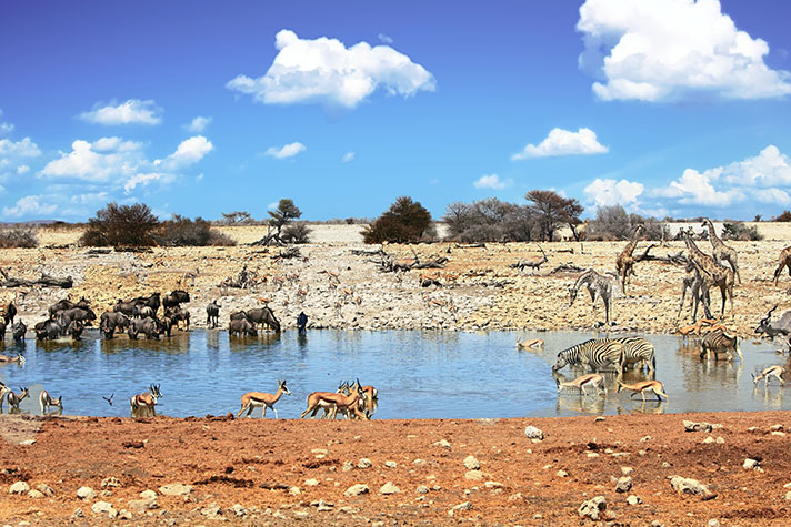 img-itinerary-african-day-5-etosha-national-park