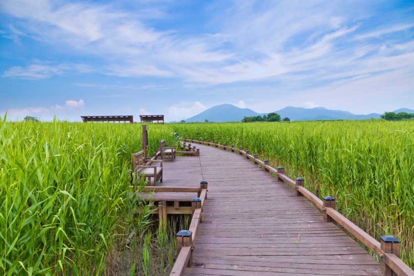 img-blog-korea-suncheon-bay