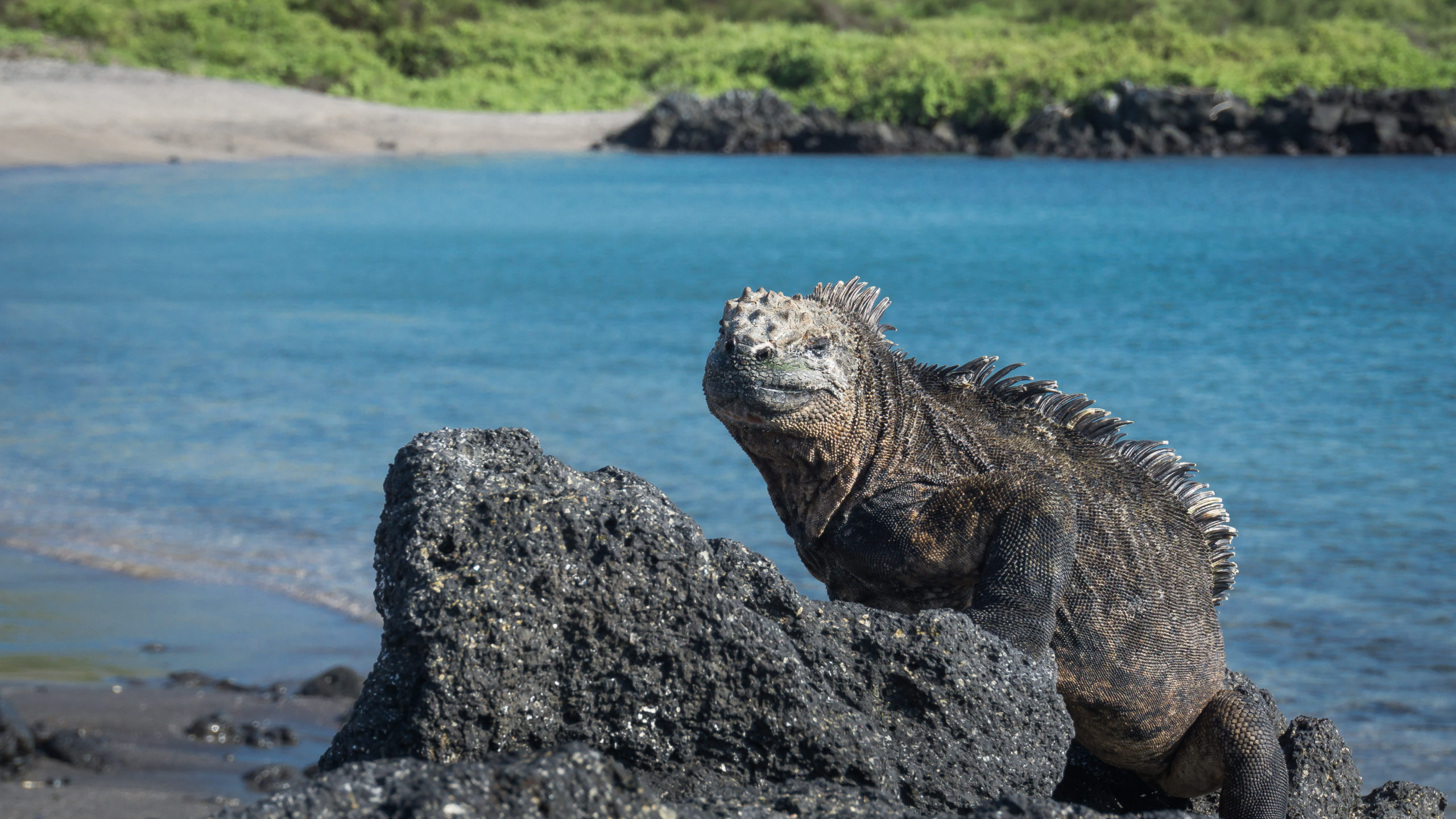 Day-3-Urbina-Bay-Isla-Isabela-Galapagos-scaled