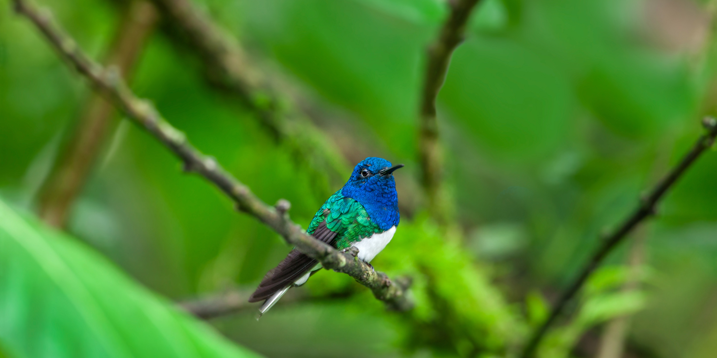 day-11_puerto-bolivar_hummingbird_shutterstock