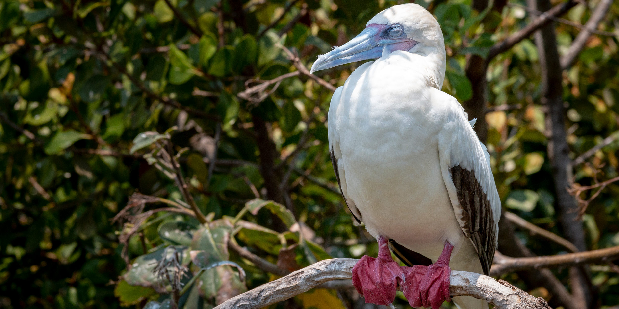 day-5_lighthouse-reef_belize_red-footed-boobie_andrea-klaussner