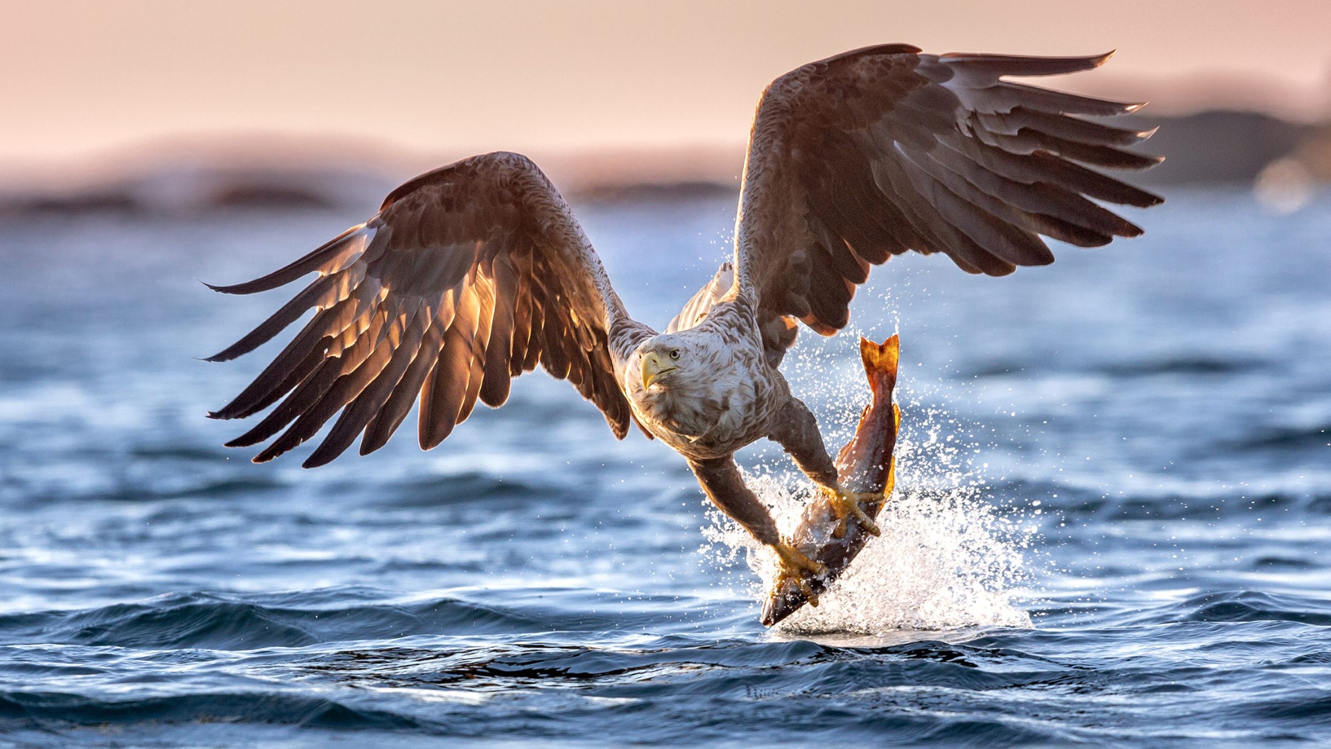 day-8_varlandet_sea-eagle-catching-a-fish_simen-solberg-pedersen_gettyimages