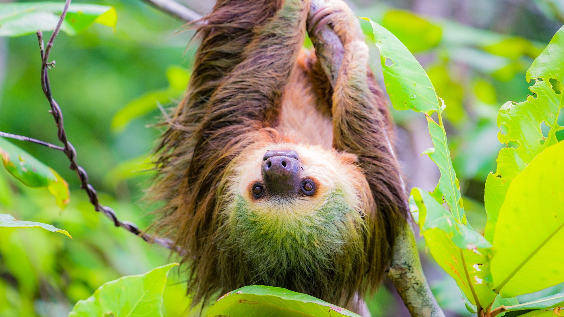 day-9_bocas-del-toro_panama_wild-two-toed-sloth_shutterstock