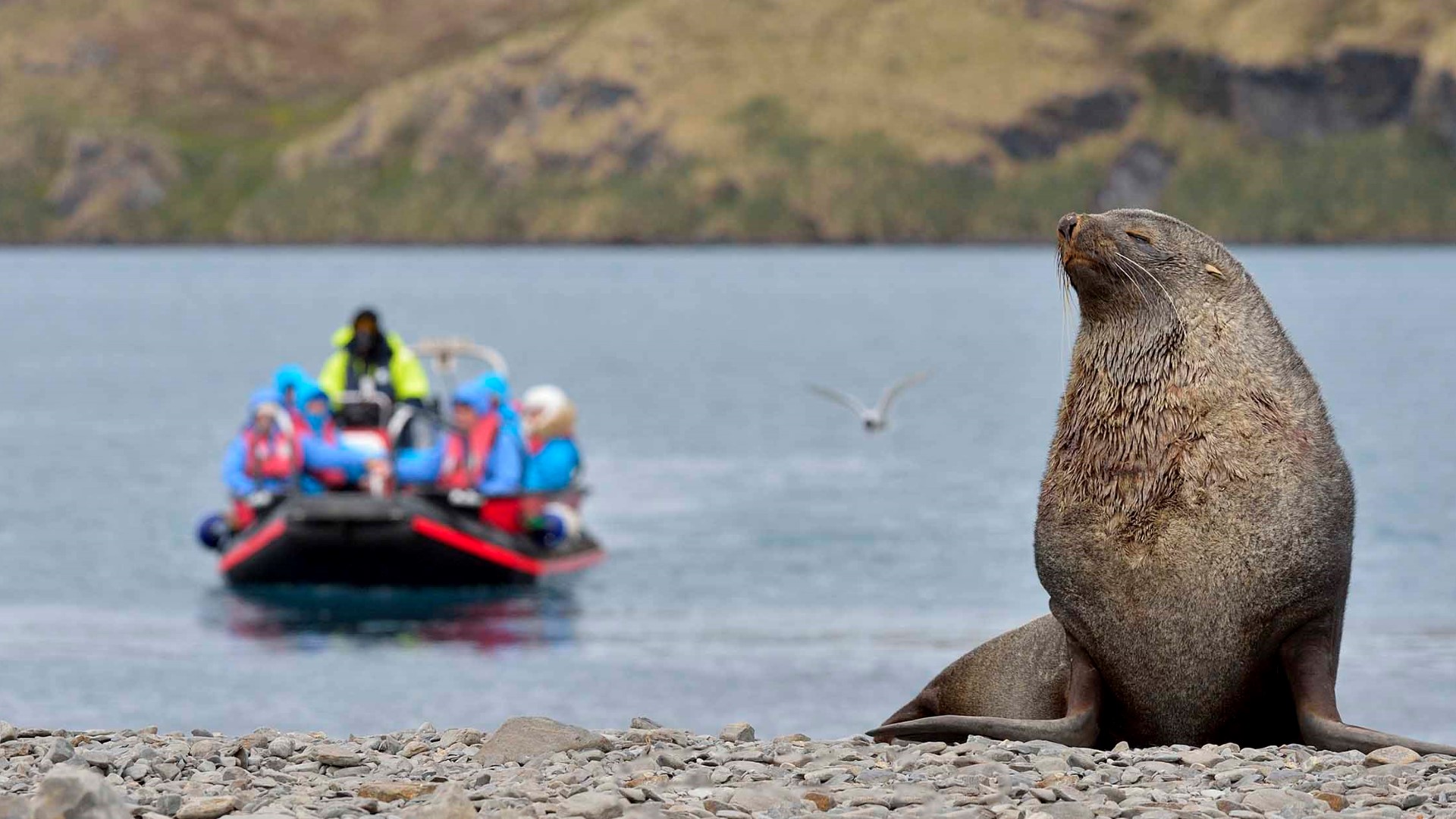 stromness_antarcica_seal-marsel-van-oosten_2500x1250