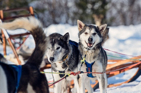 hundekjoringagurtxane_concellon_2500x1250-2