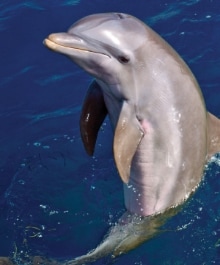 img-option-08-DOLPHIN-WATCHING