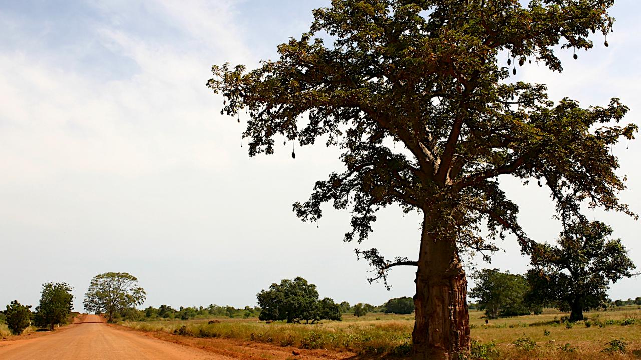 baobab-tree