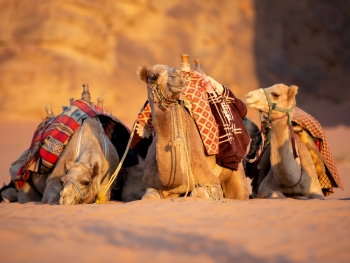 Egypt Jordan – Alumni Travel