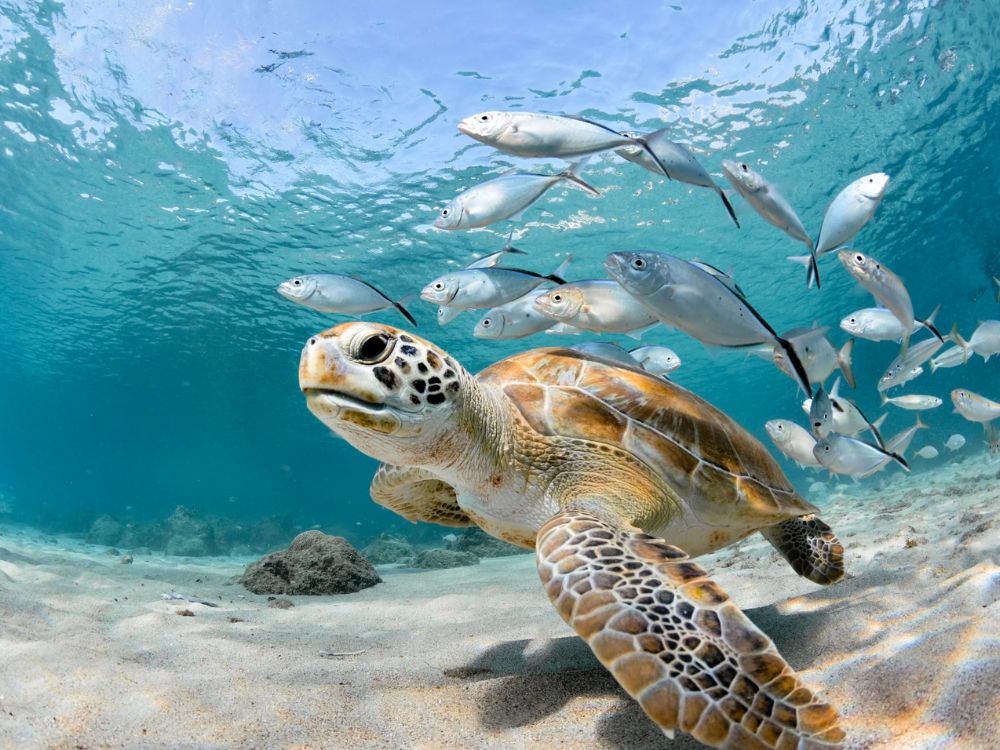 Galápagos Islands Expedition