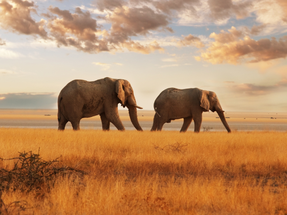 AL2026 – Into the Wild: Kenya & Tanzania