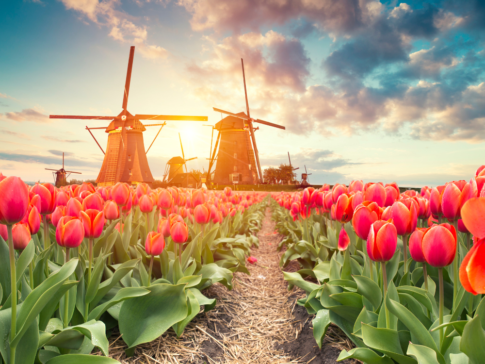 Best of Holland & Belgium 2026