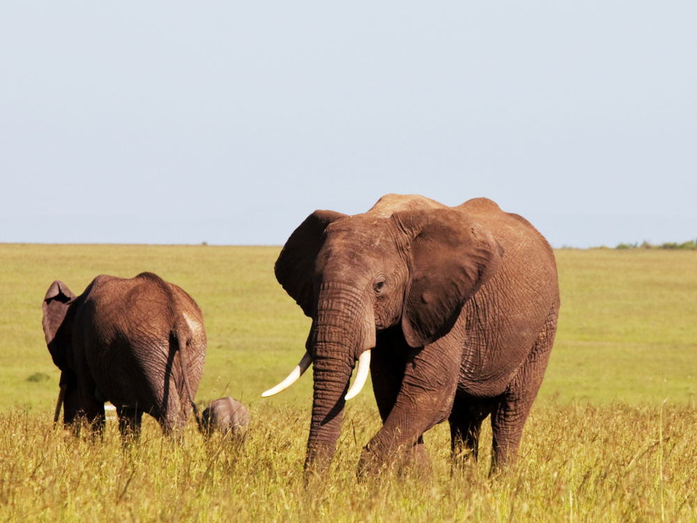 AL2027 – Southern Africa