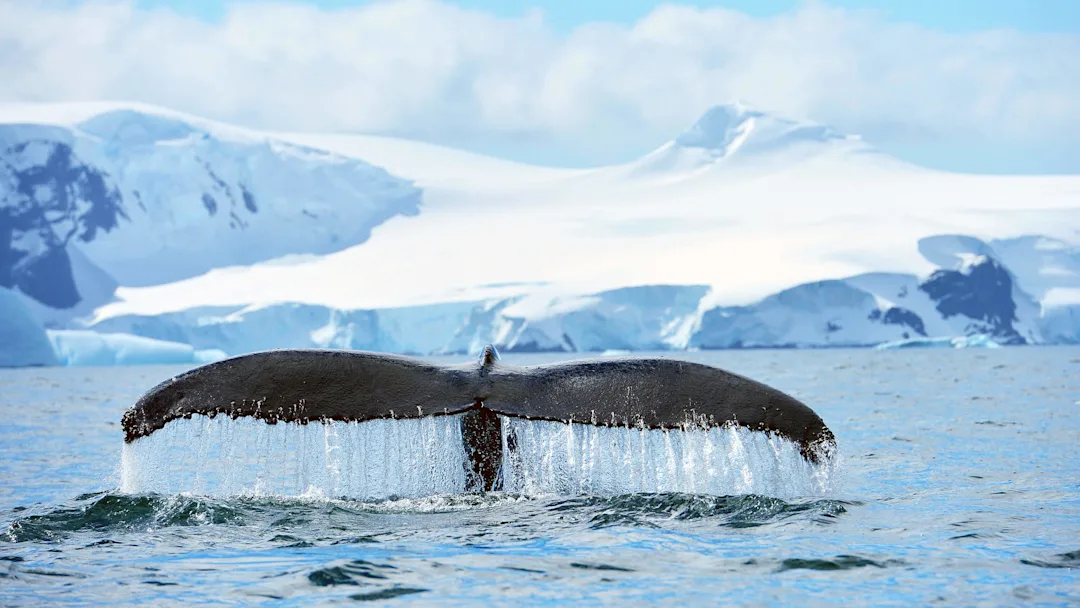 antarctica-humpbackwhale_3000x1688__1_