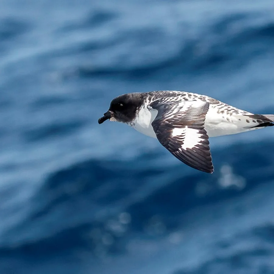 birds-the-drake-passage-hgr-14141