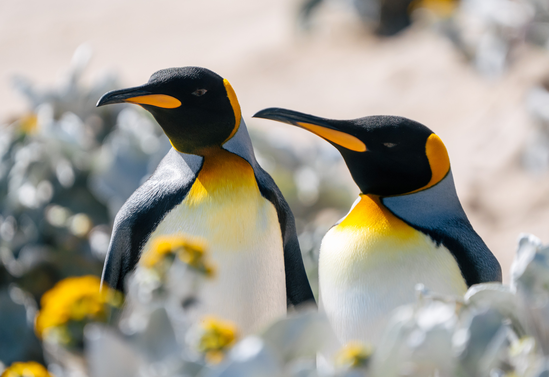 20241227_saunders-island_king-penguins_kayfochtmann