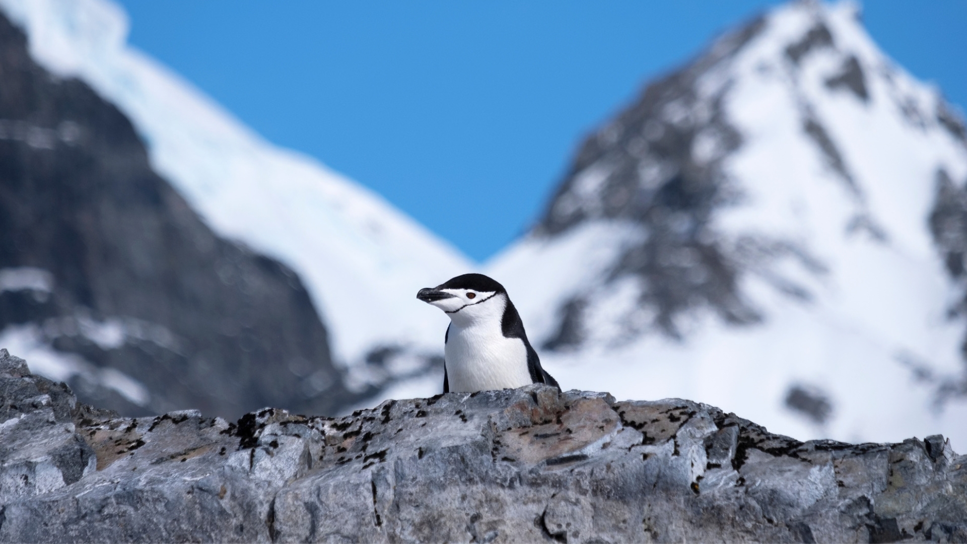 16-Days Antarctica & Falklands Expedition Cruise